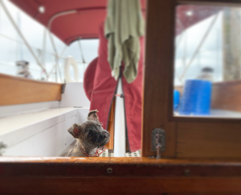 Sail Bainbridge Nell the Shipdog