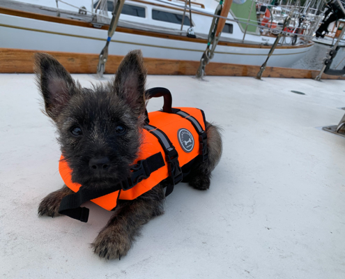 Sail Bainbridge Nell the Shipdog