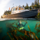 kelp-toki work | Sail Bainbridge | Captained Sailing Adventures | Bainbridge Island | Seattle Powerboat named 'RESEARCH' floats at the waterline with a forested shoreline in the background; an underwater diver swims through brown kelp below the surface.